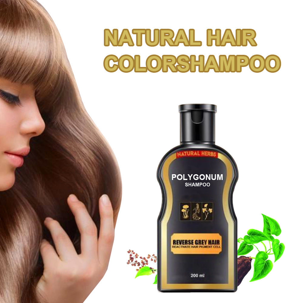 Polygonum black hair shampoo