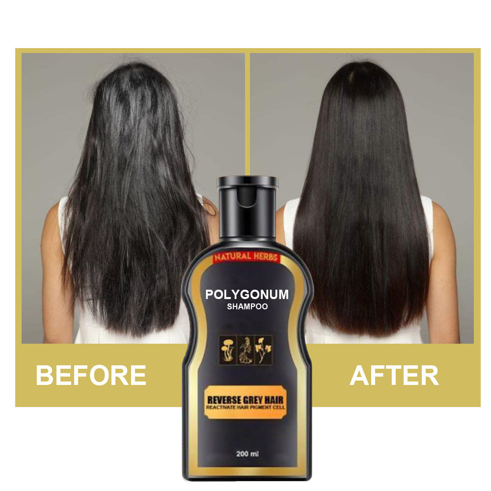 Polygonum black hair shampoo